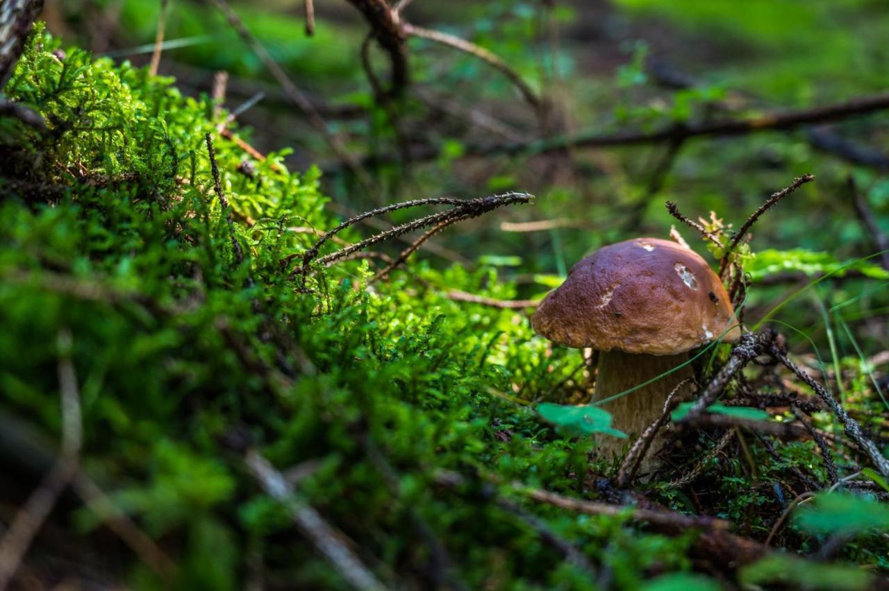 Nocľah s raňajkami Malinovy Sen Habovka